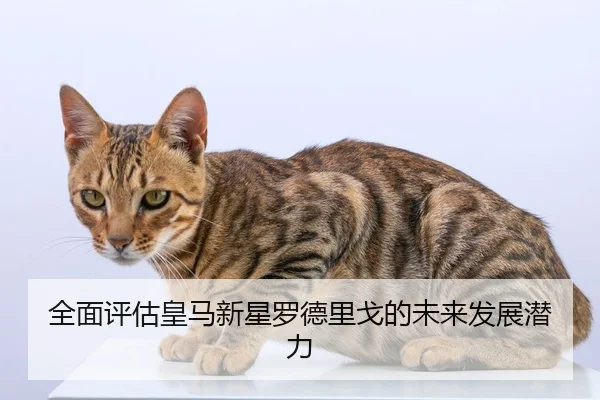 全面评估皇马新星罗德里戈的未来发展潜力